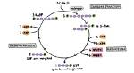 What Is Oxidized in the Calvin Cycle