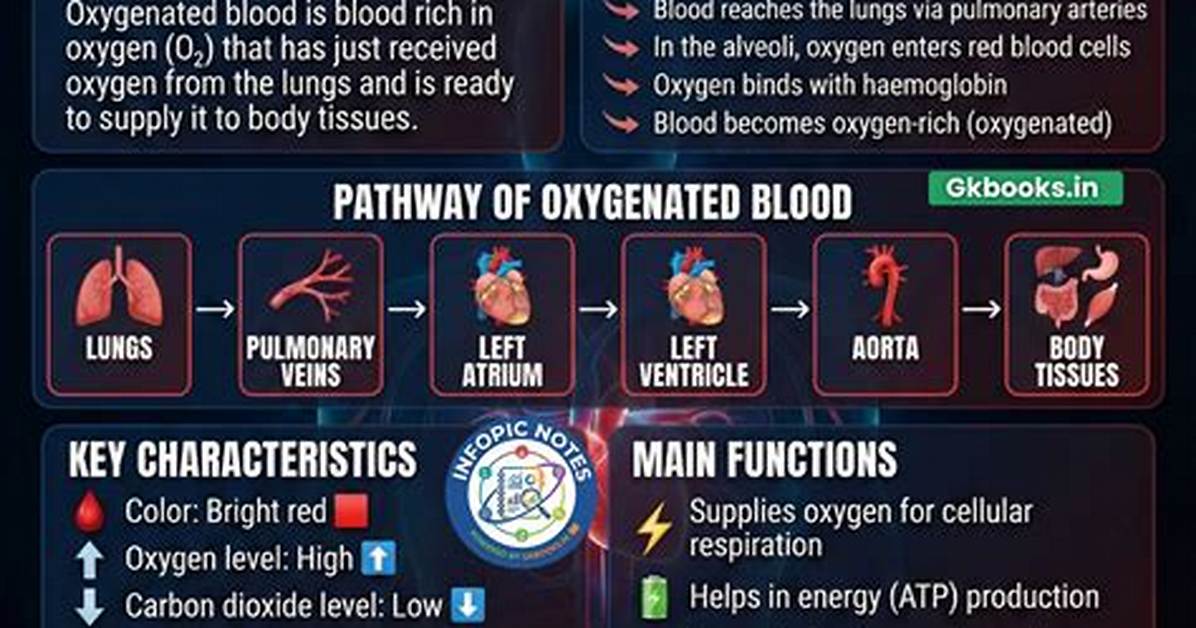 What Is Oxygenated Blood - Lisbd-Net. Com