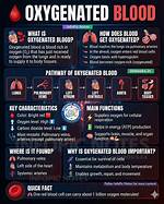What Is Oxygenated Blood - Lisbd-Net. Com