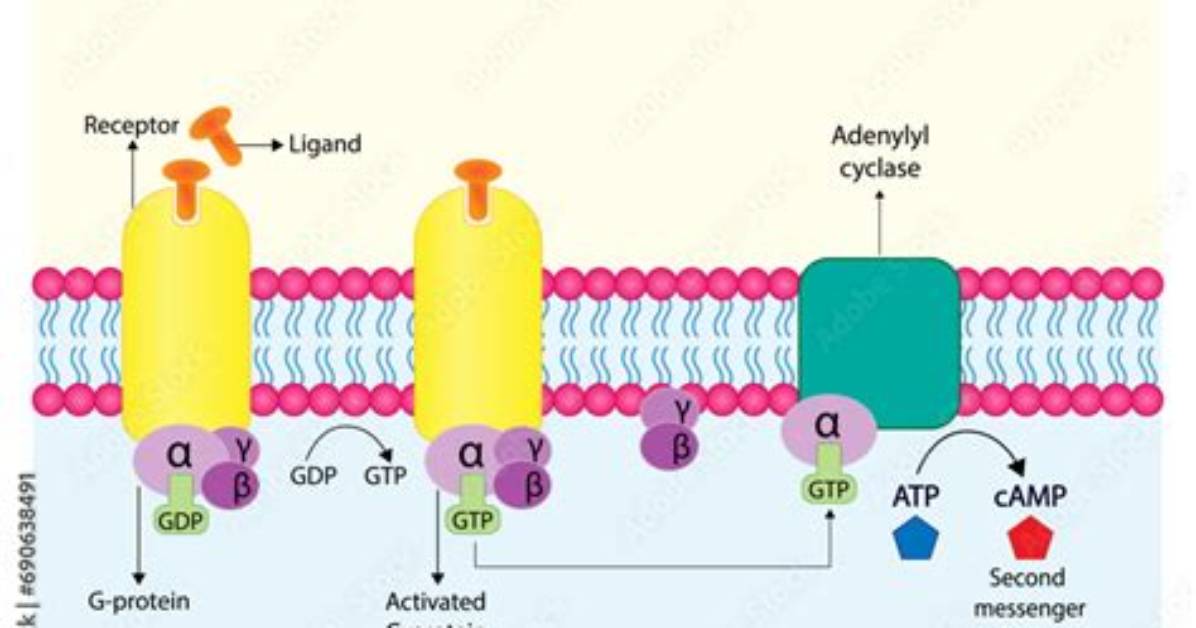What Is Receptor Protein - Lisbd-Net. Com