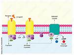 What Is Receptor Protein - Lisbd-Net. Com