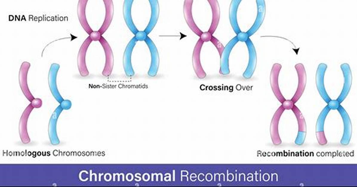 What Is Recombination of Gene?
