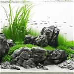 What Is Seiryu Stone?