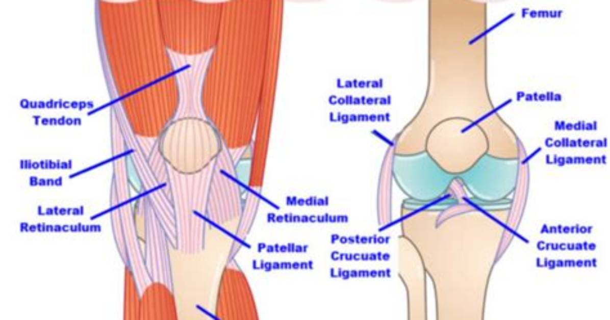 What Is the Back of Your Knee Called?