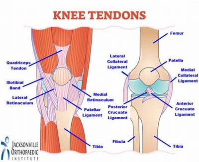 What Is the Back of Your Knee Called?