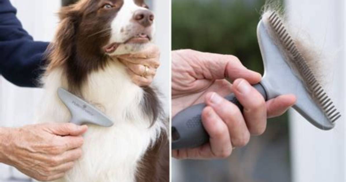 What Is the Best Brush for Shedding Dogs?