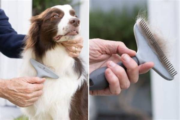 What Is the Best Brush for Shedding Dogs?