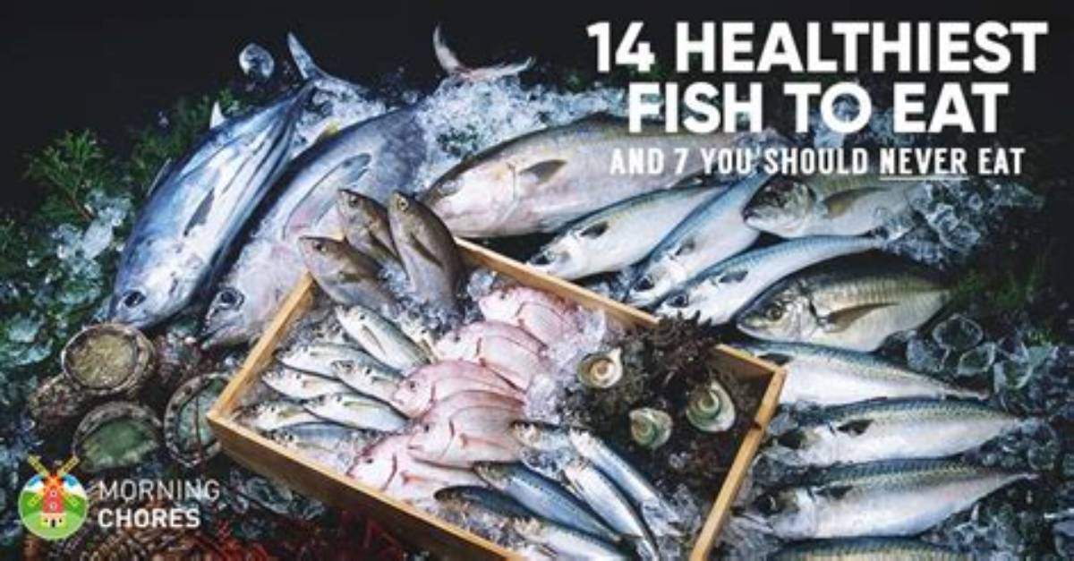 What Is the Best Fish to Eat?