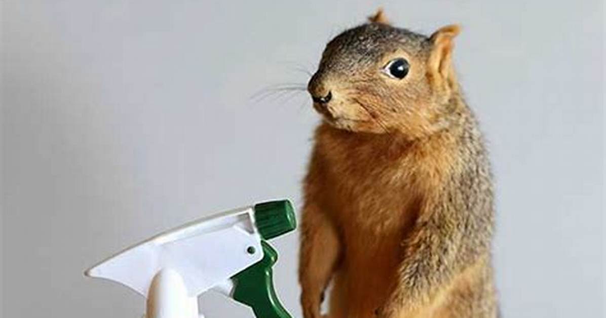 What Is the Best Homemade Squirrel Repellent?