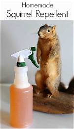 What Is the Best Homemade Squirrel Repellent?