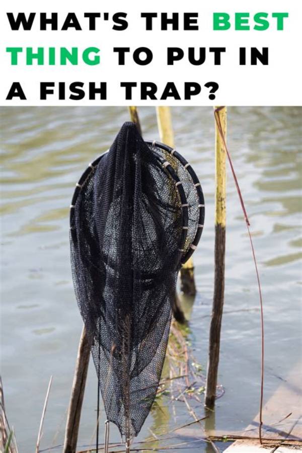 What Is the Best Thing to Put in Your Septic Tank?