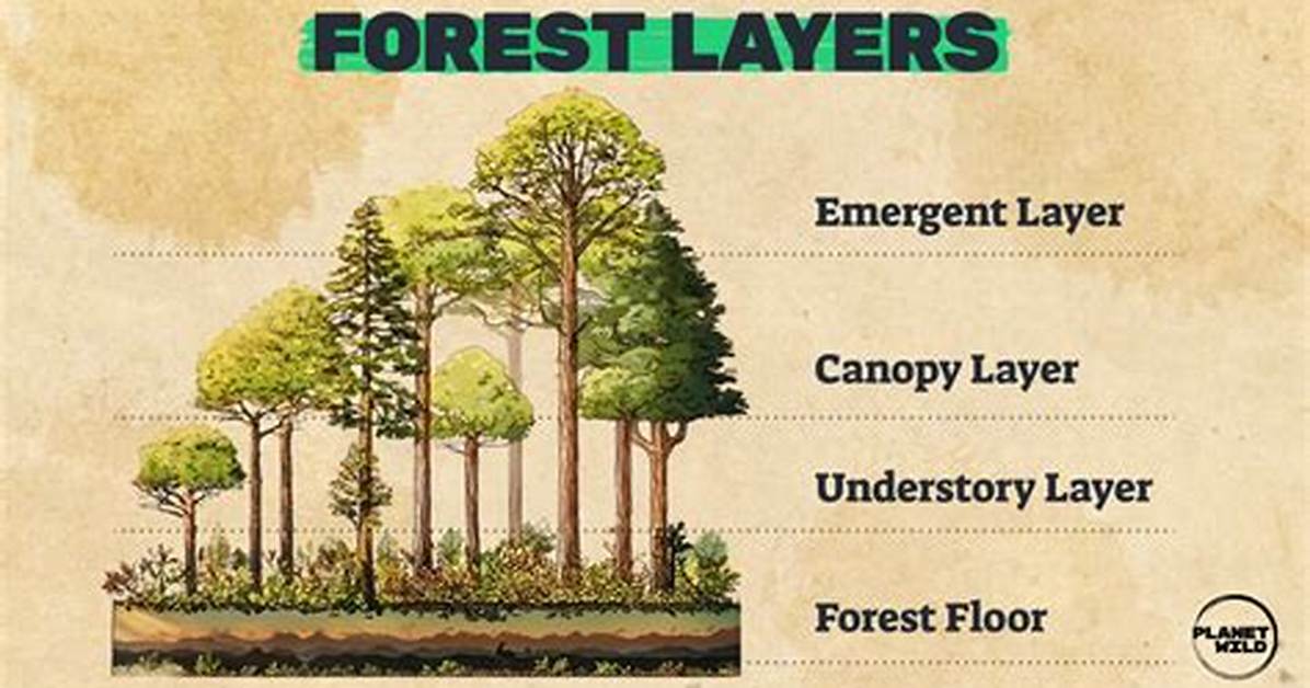 What Is the Canopy Layer of the Rainforest