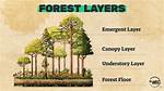 What Is the Canopy Layer of the Rainforest