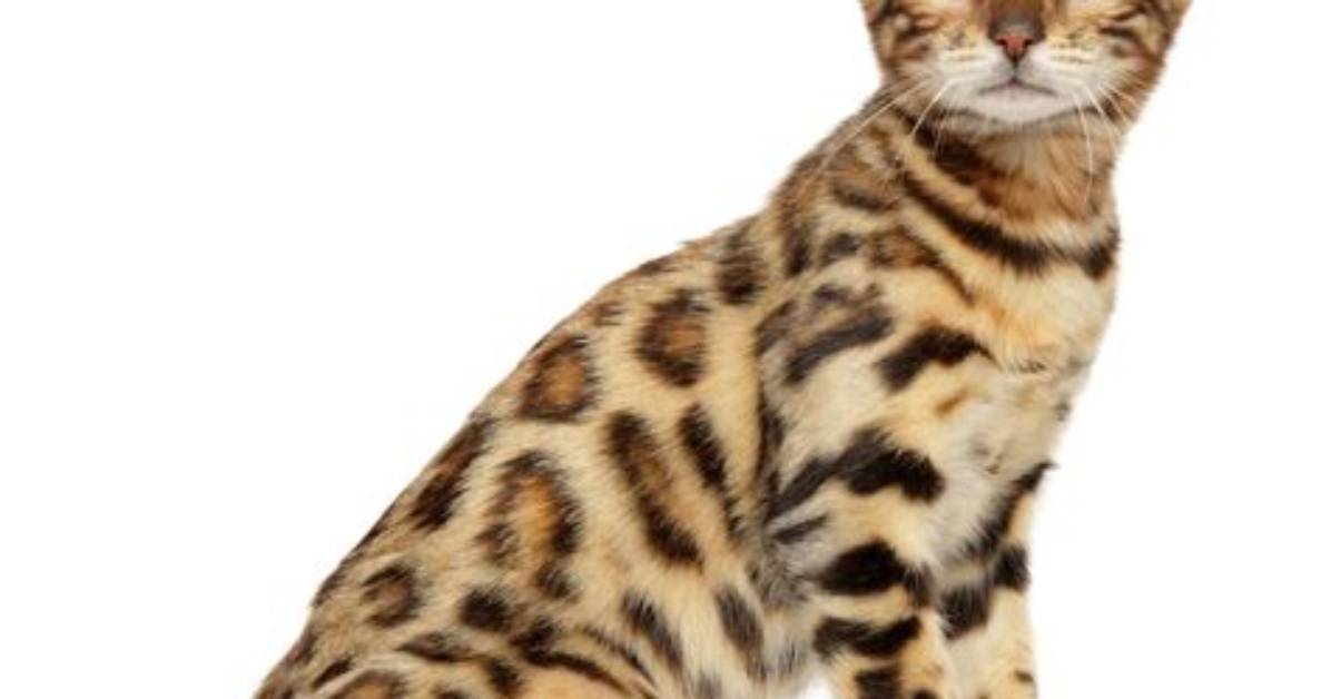What Is the Cat That Looks Like a Leopard