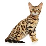What Is the Cat That Looks Like a Leopard