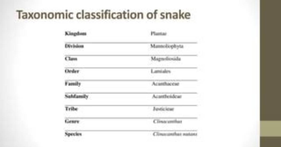 What Is the Classification of Snake?