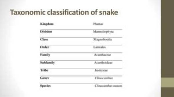 What Is the Classification of Snake?