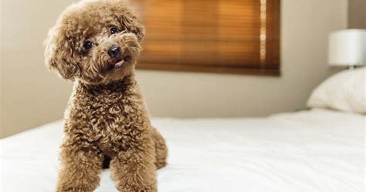 What Is the Cleanest Smelling Dog?