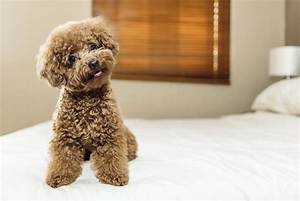 What Is the Cleanest Smelling Dog?