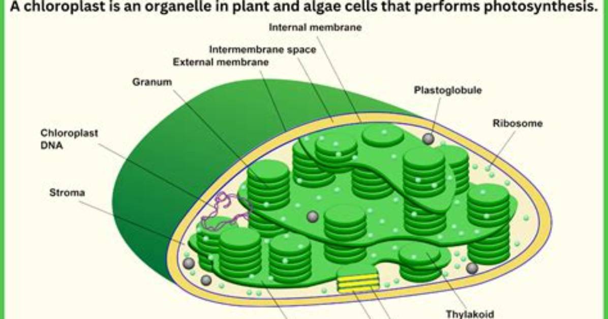 What Is the Definition of Chloroplast