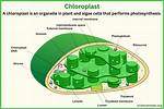 What Is the Definition of Chloroplast