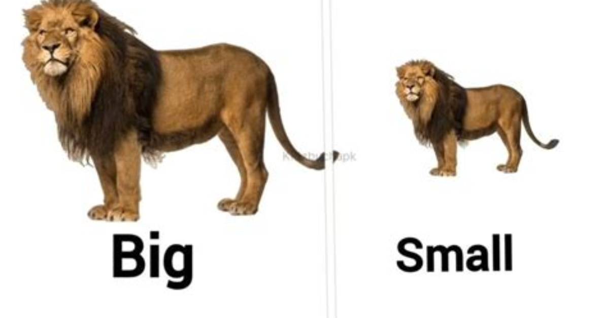What Is the Difference Between a Big Mac and a Big Tasty?