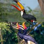 What Is the Difference Between a Toucan and Puffin Crossing?
