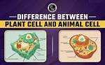 What Is the Difference Between an Animal and a Mammal