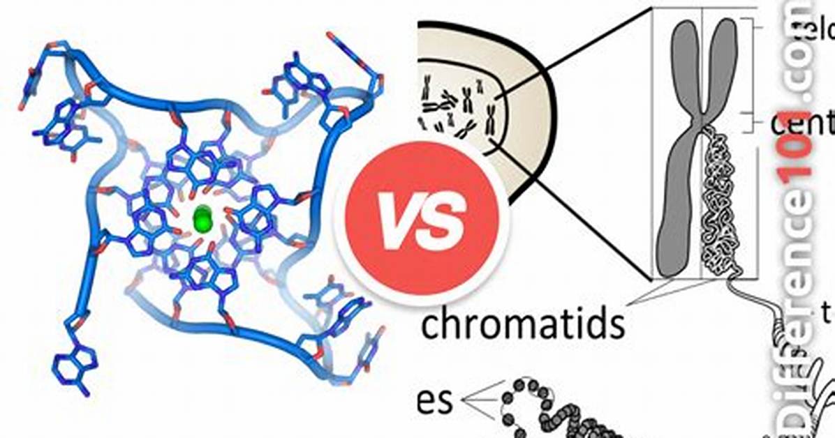 What Is the Difference Between Chromatin Chromatid and Chromosome?