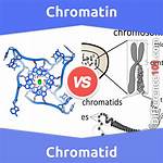What Is the Difference Between Chromatin Chromatid and Chromosome?