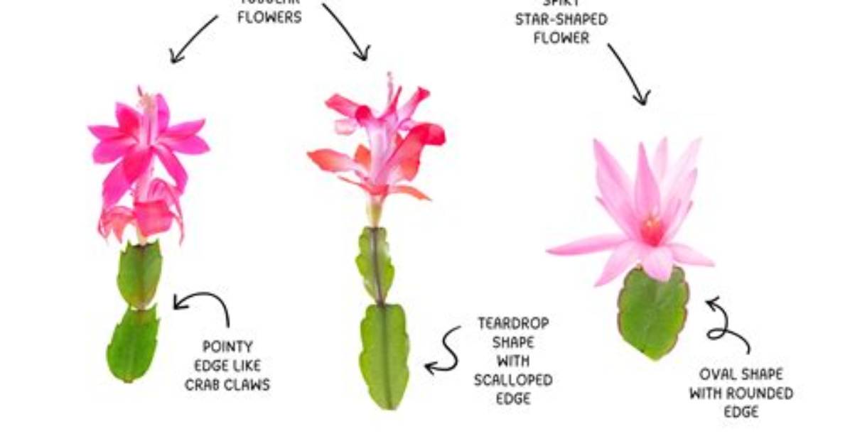 What Is the Difference Between Easter Cactus and Christmas Cactus?