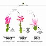 What Is the Difference Between Easter Cactus and Christmas Cactus?