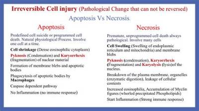 What Is the Difference Between Necrosis and Gangrene?