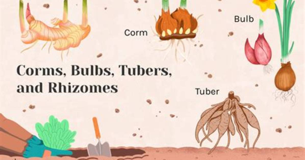 What Is the Difference Between Root Stimulator and Fertilizer?