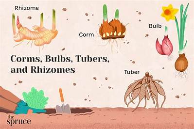 What Is the Difference Between Root Stimulator and Fertilizer?