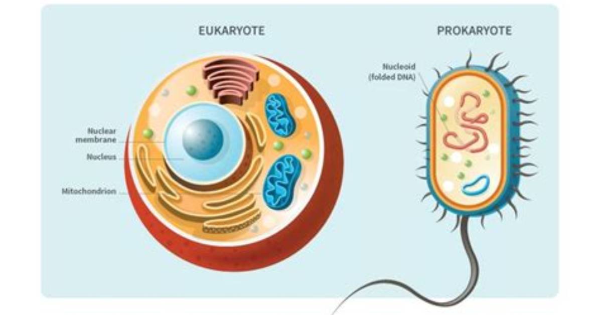 What Is the Dna of Eukaryotic Cells Bound To