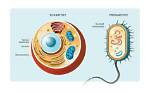 What Is the Dna of Eukaryotic Cells Bound To