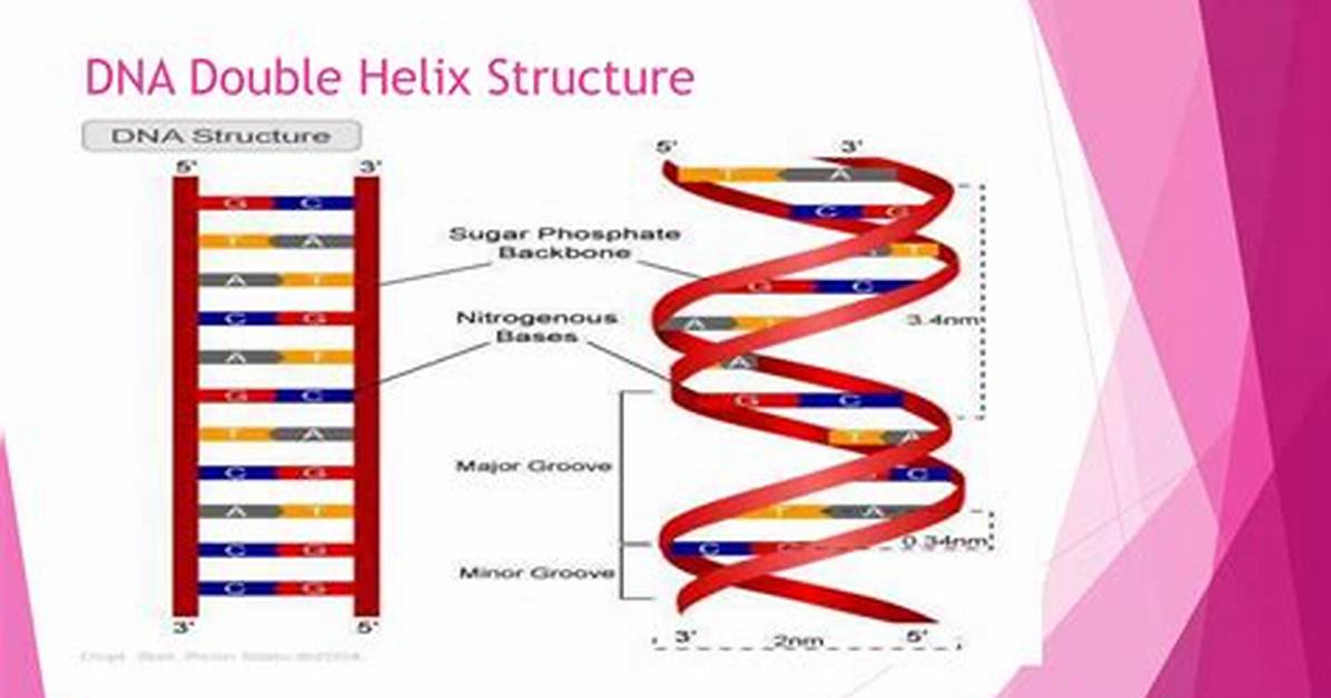 What Is the Double Helix Structure Called?