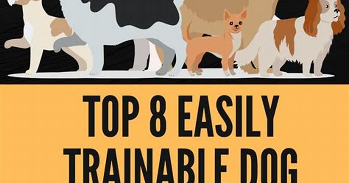 What Is the Easiest Trainable Dog?