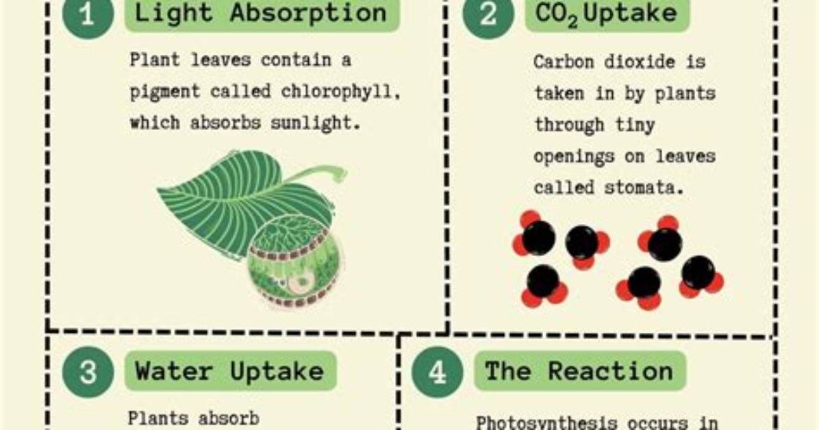 What Is the First Step of Photosynthesis?