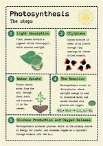 What Is the First Step of Photosynthesis?