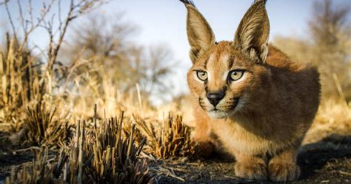 What Is the Friendliest Big Wild Cat?