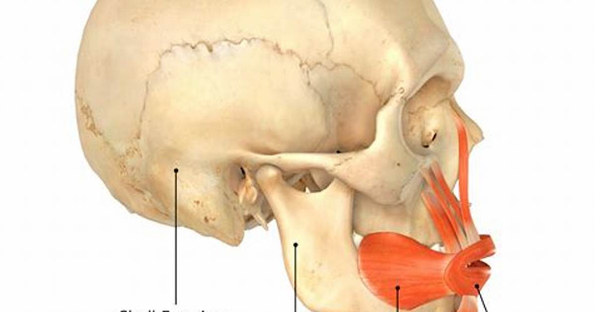 What Is the Function of the Buccinator Muscle?