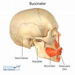 What Is the Function of the Buccinator Muscle?