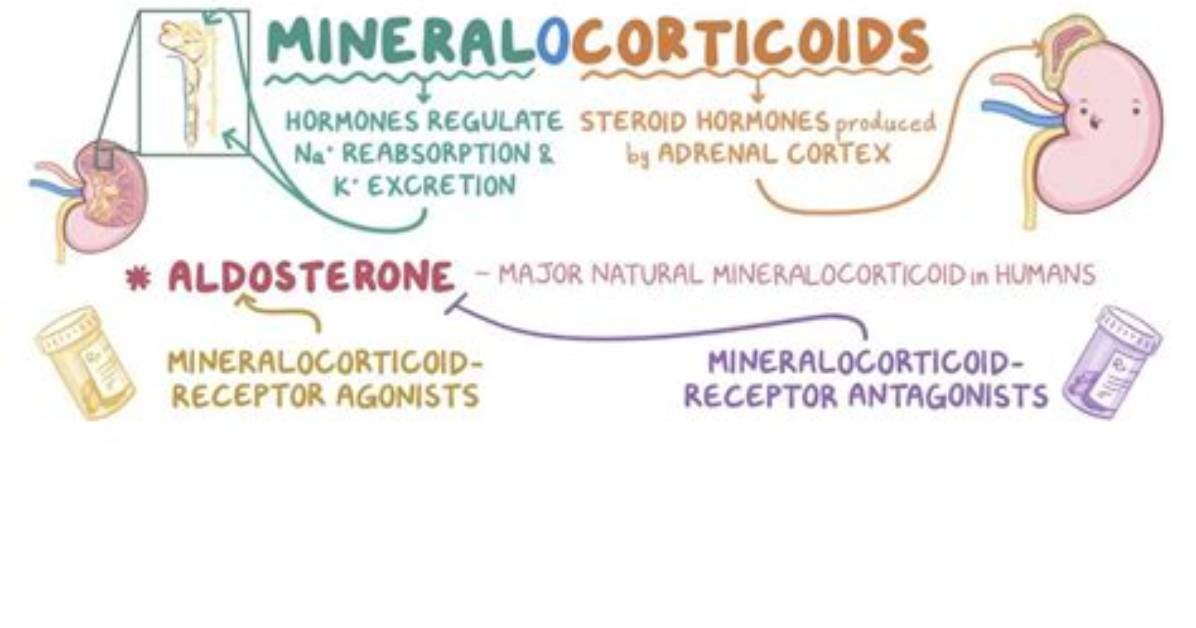 What Is the Function of the Mineralocorticoids Secreted by the Adrenal Gland?