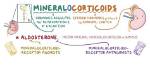 What Is the Function of the Mineralocorticoids Secreted by the Adrenal Gland?