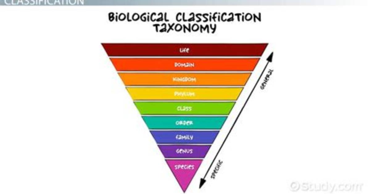 What Is the General Term for Organisms That Live in Soil