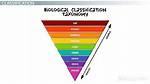 What Is the General Term for Organisms That Live in Soil