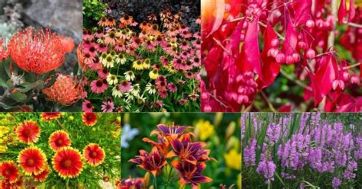 What Is the Hardiest Flower?