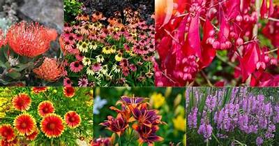 What Is the Hardiest Flower?